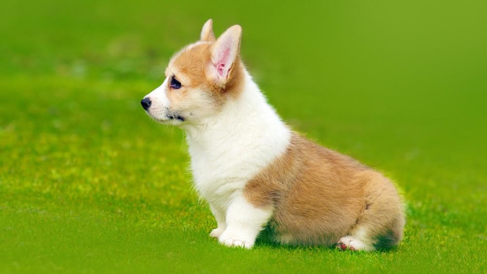 Puppy Gazing into the Distance wallpaper