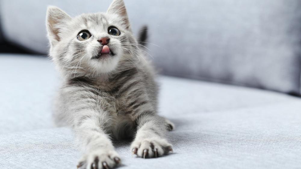 Adorable Grey Kitten Moment wallpaper