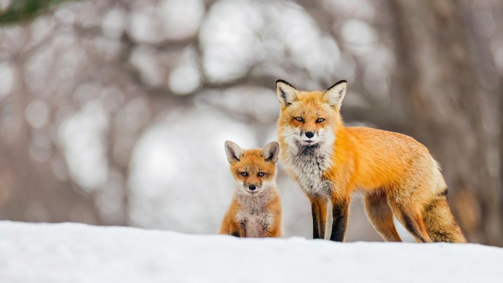 Red Fox Duo in Winter Wonderland wallpaper