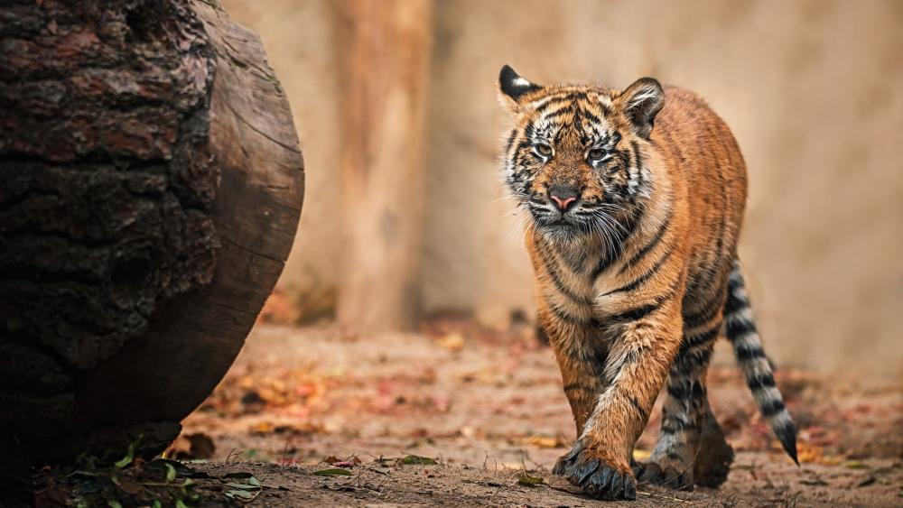 Majestic Sumatran Tiger On The Prowl wallpaper