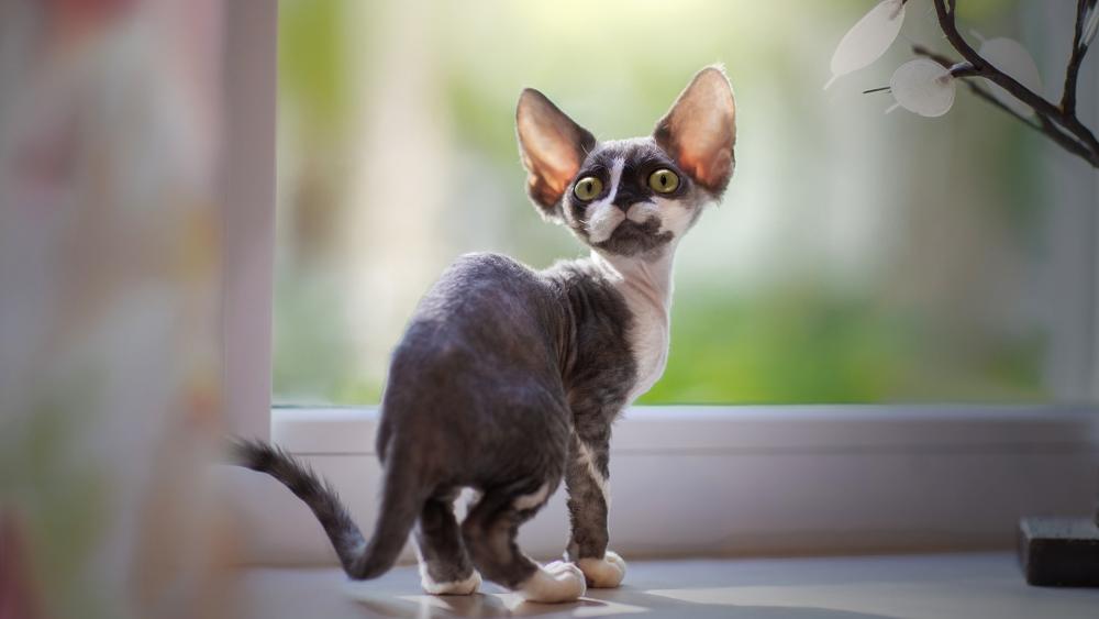 Curious Cornish Rex Kitten by the Window wallpaper