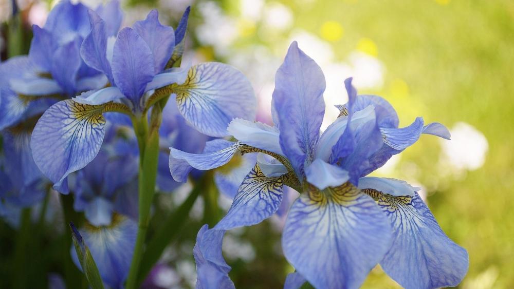Blue Iris Bloom Garden wallpaper