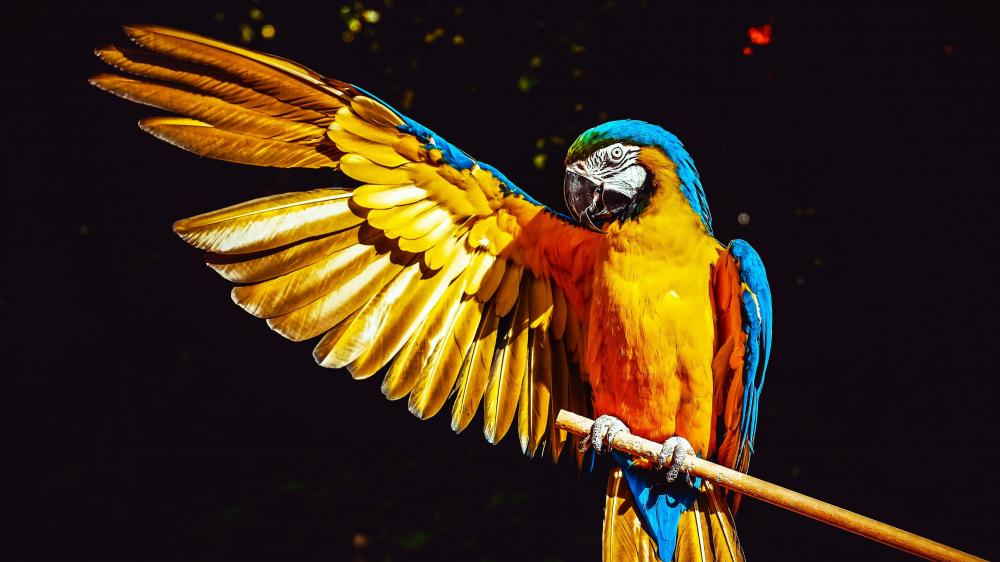 Macaw in Majestic Flight Display wallpaper