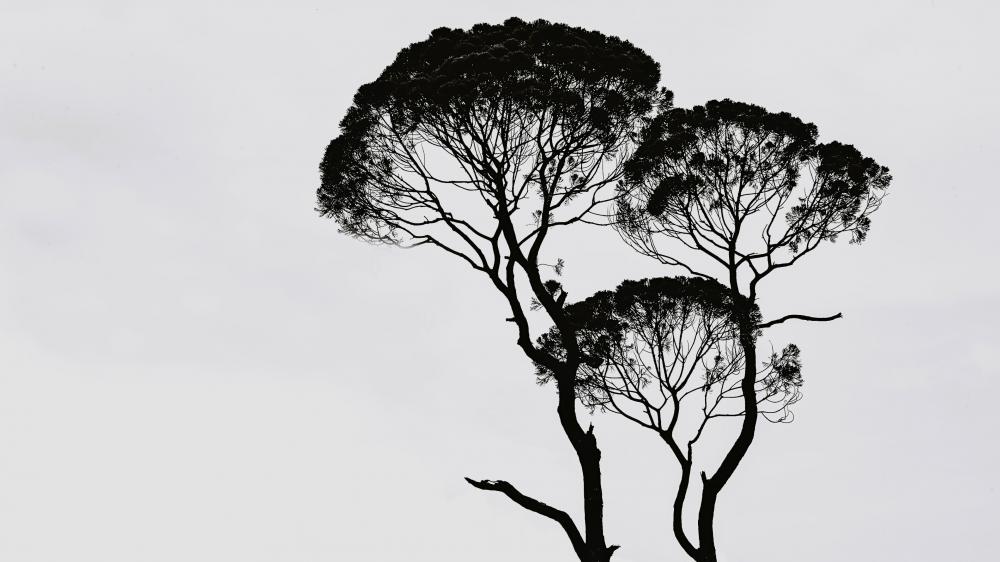 Elegant Treetop Silhouettes in Monochrome wallpaper