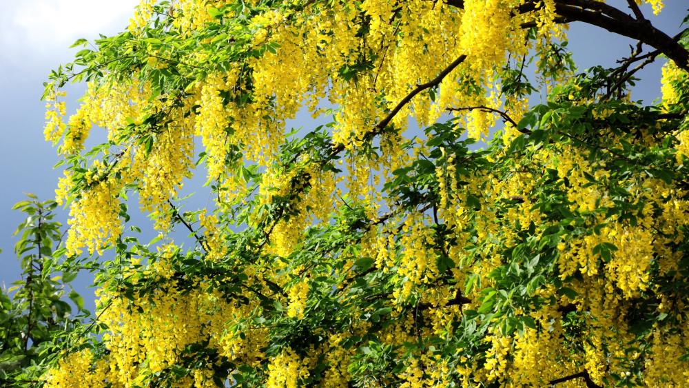 Golden Spring Acacia Bloom wallpaper