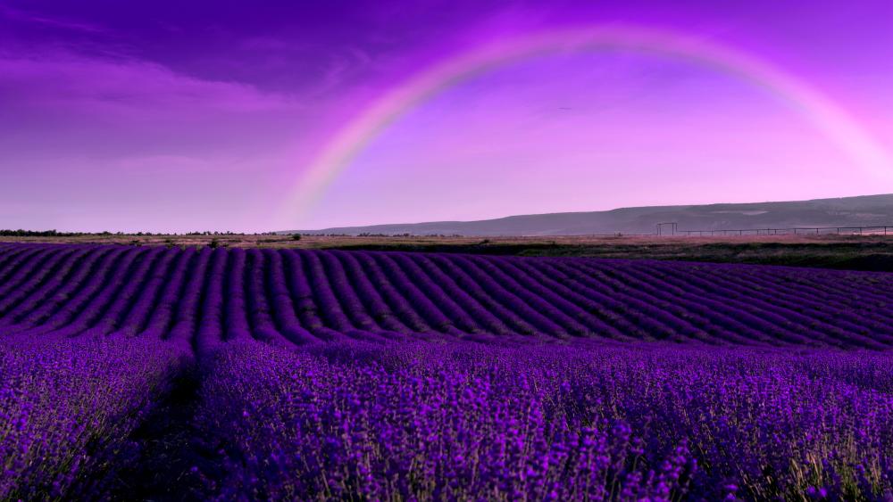 Lavender Field Rainbow Serenity wallpaper