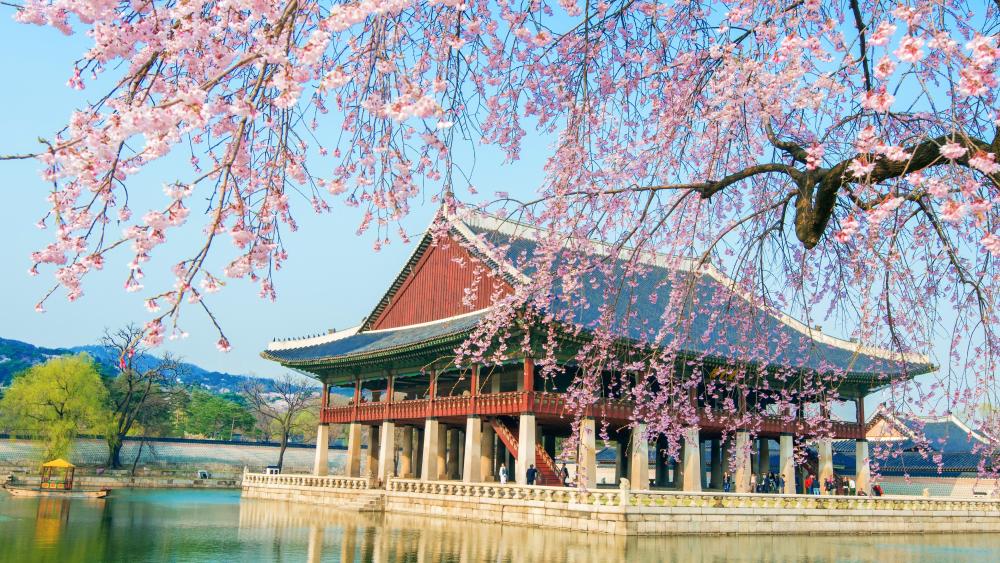 Springtime Bloom at Gyeongbokgung Palace wallpaper