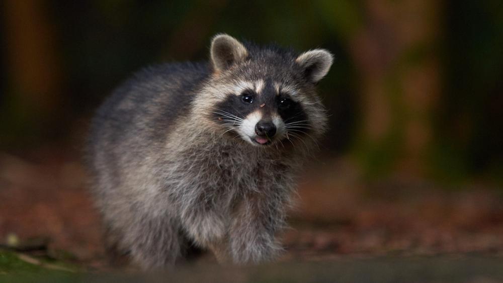 Adorable Guadeloupe Raccoon In The Wild wallpaper