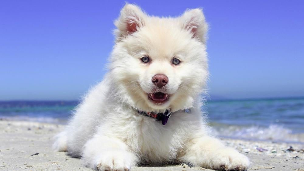 Fluffy White Puppy on Beach Bliss wallpaper