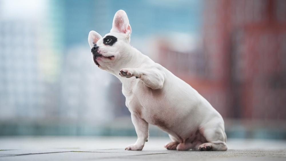 Adorable French Bulldog Posing in the City wallpaper