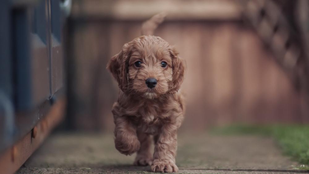 Adorable Puppy's First Exploration wallpaper