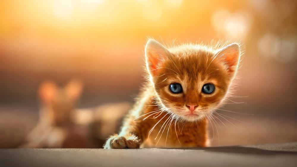 Ginger Kitten in Golden Light wallpaper