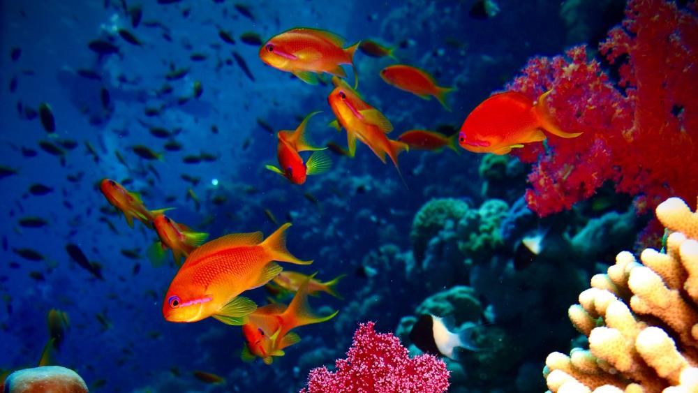 Vibrant Marine Ecosystem in Coral Reef wallpaper
