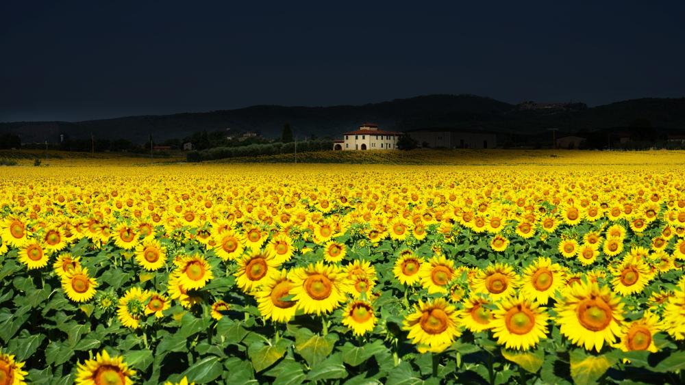 Golden Summer Splendor Amid Sunflowers wallpaper