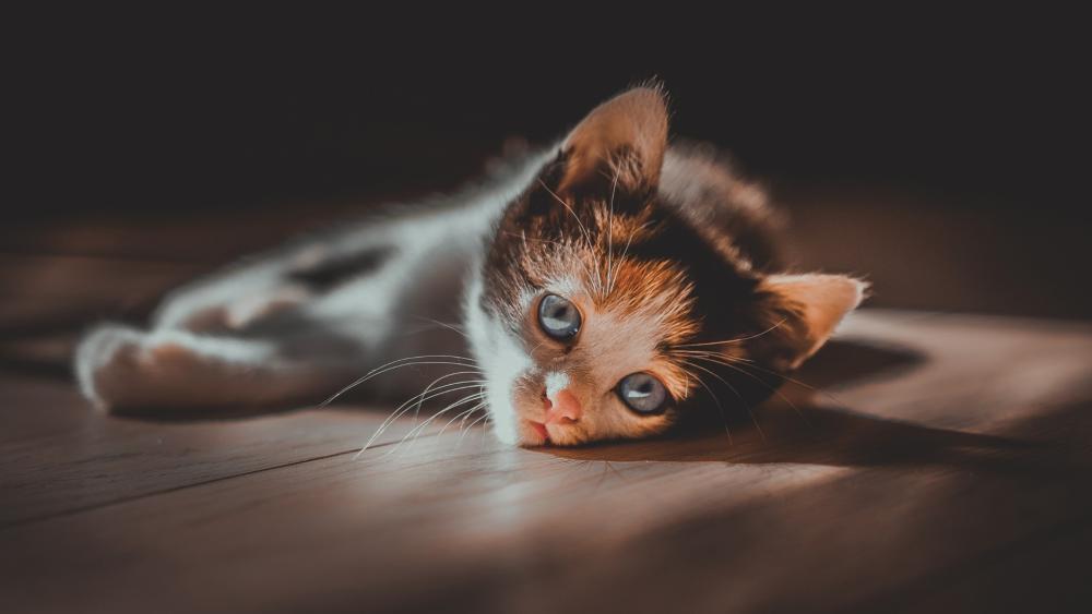 Sunlit Whiskers, a Calico's Charm wallpaper