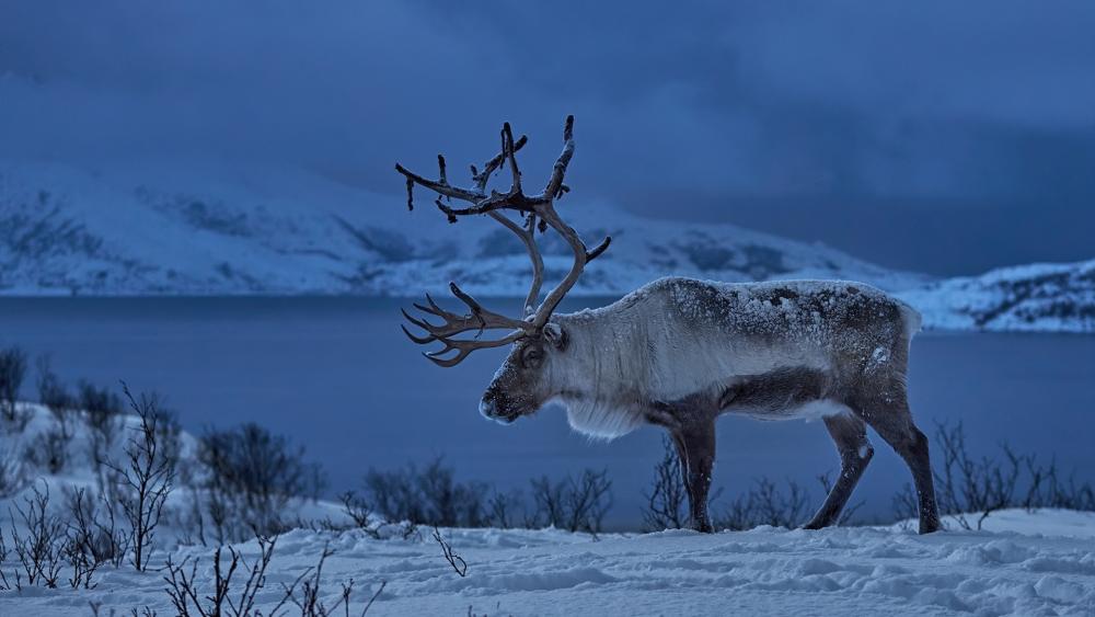 Majestic Reindeer in Snowy Blue Twilight wallpaper