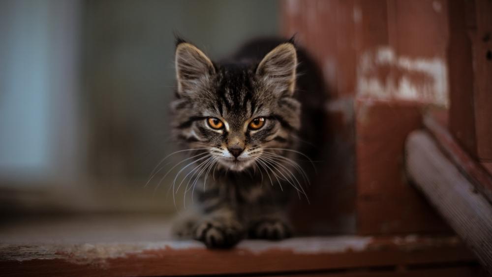 Majestic Maine Coon Kitten in Soft Focus wallpaper