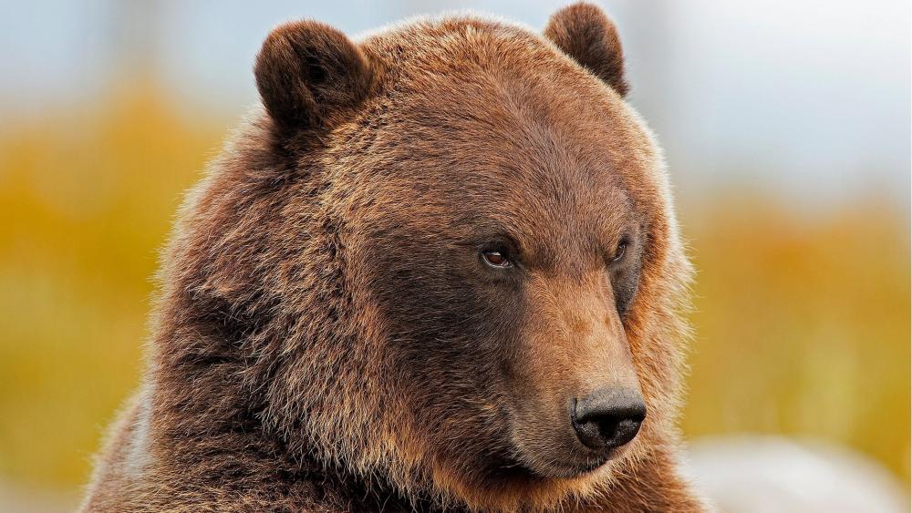 Majestic Grizzly Bear Close-Up wallpaper