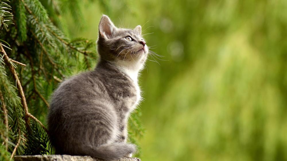 Grey Kitten Gazing Up in Nature wallpaper
