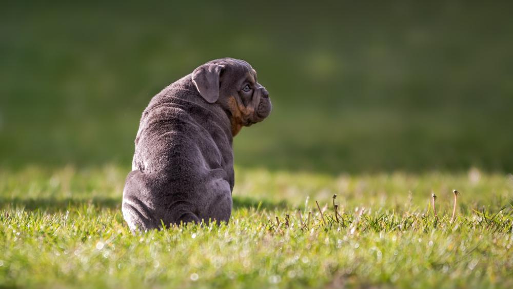 Pondering Puppy in the Meadow wallpaper