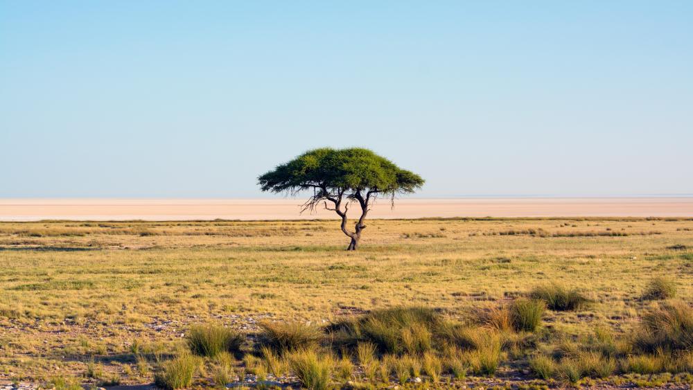 Serenity Under the Solitary Savanna Tree wallpaper