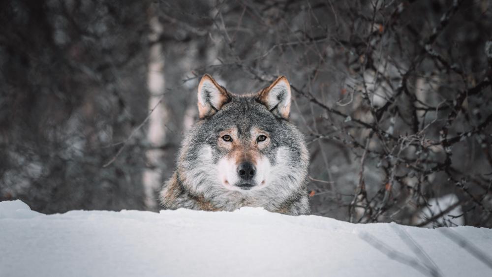 Winter Gaze of the Eurasian Wolf wallpaper