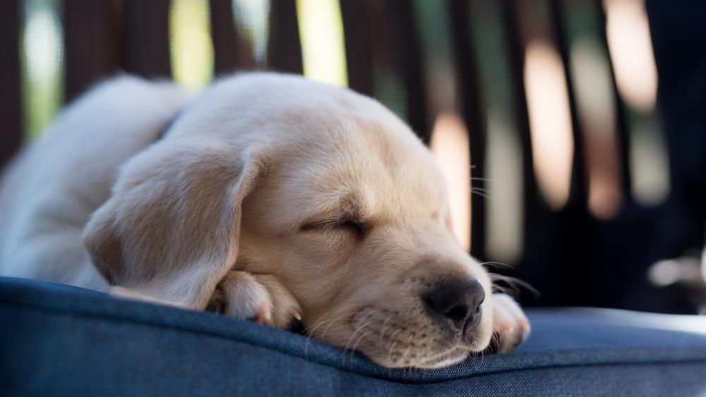 Sleeping Labrador Puppy Peacefully Rests wallpaper