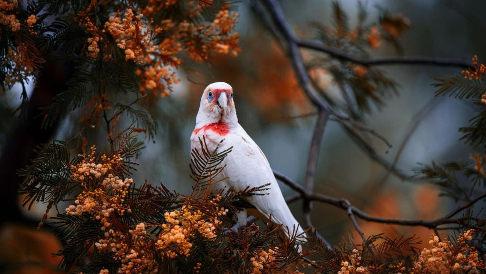 Majestic Long-billed Corella in Autumn Setting wallpaper