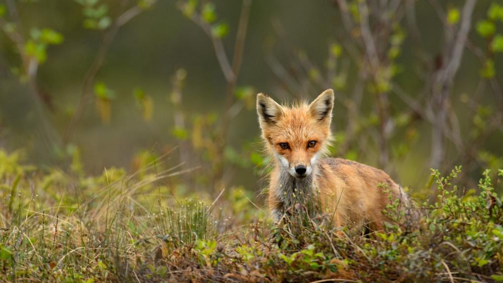 Majestic Red Fox in Natural Habitat wallpaper