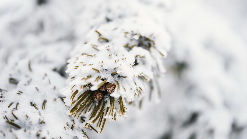 Whisper of Winter: Snow-Covered Pine Close-Up wallpaper