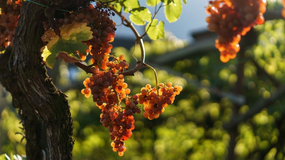 Autumn Harvest in the Vineyard wallpaper