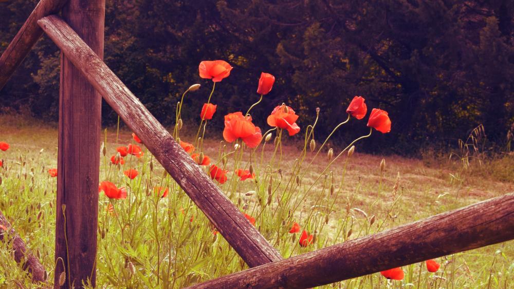 Summer Bliss with Vibrant Red Poppies wallpaper