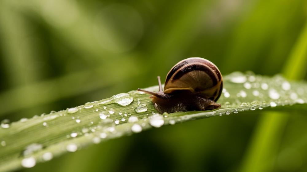 Morning Journey of a Dew-Covered Snail wallpaper