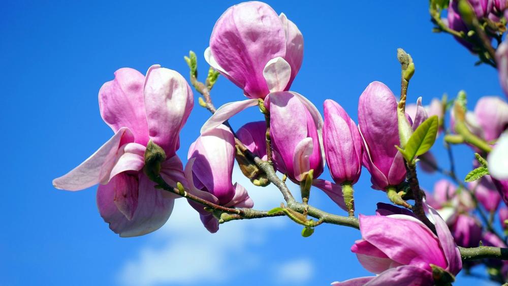 Springtime Magnolia Elegance Against Blue Skies wallpaper