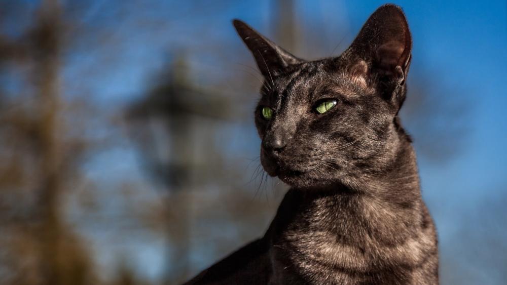 Majestic Black Oriental Shorthair Under Blue Skies wallpaper