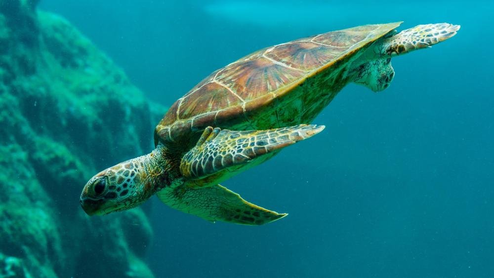 Graceful Sea Turtle Gliding Underwater wallpaper