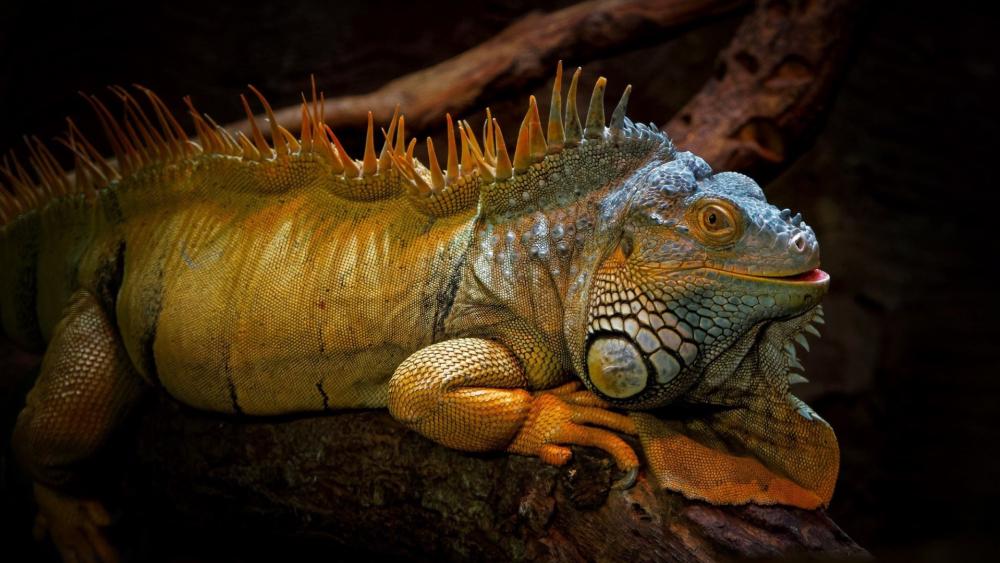 Majestic Iguana in its Natural Habitat wallpaper