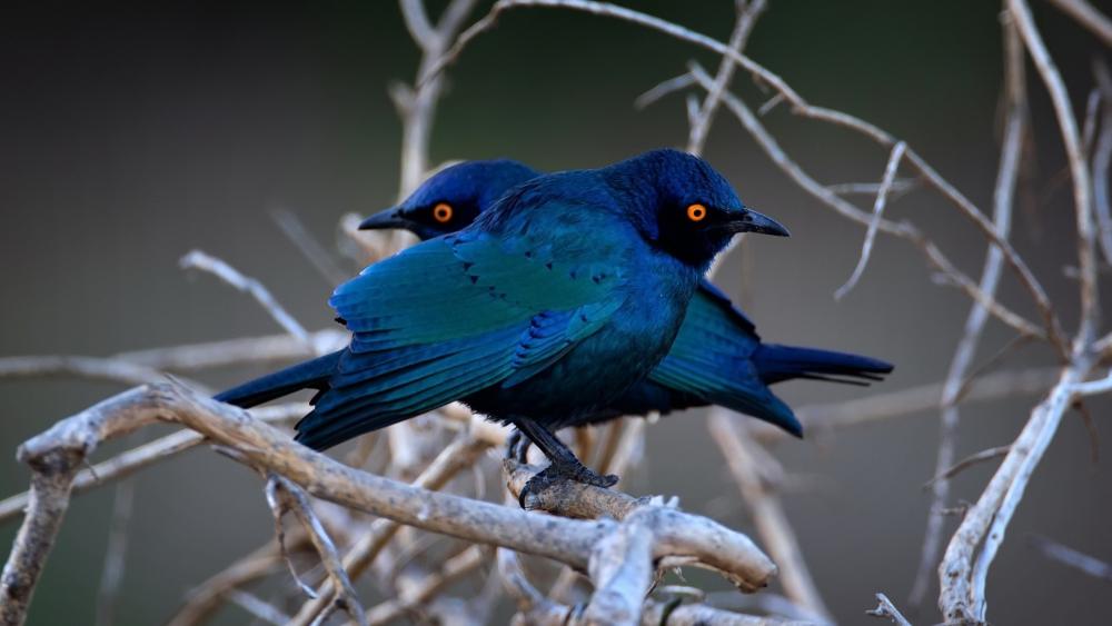 Vibrant Starlings Perched on Winter Branches wallpaper