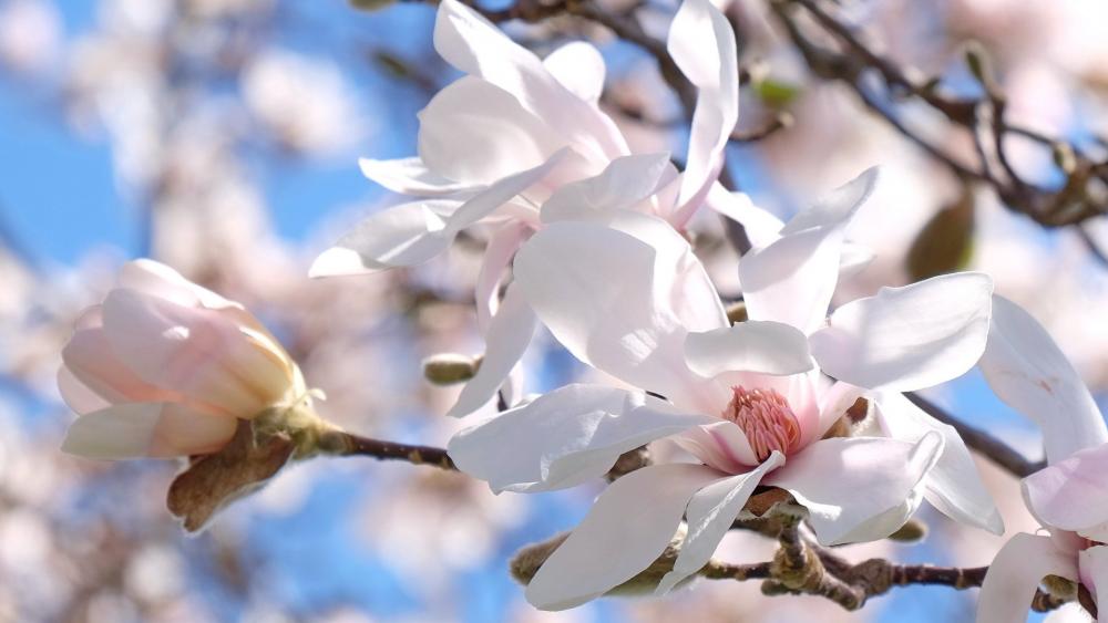 Spring Awakening with Magnolia Blossoms wallpaper