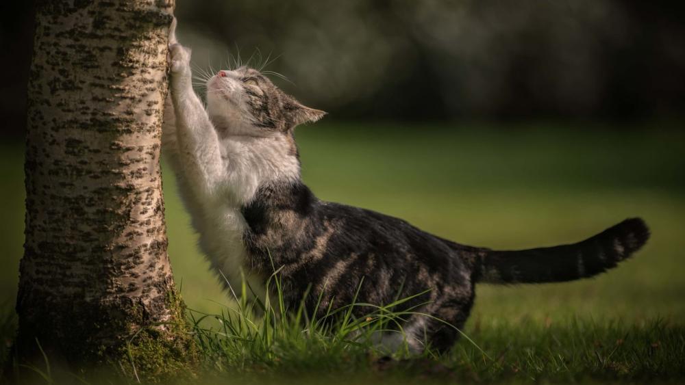 Playful Tabby Cat Climbing a Tree wallpaper