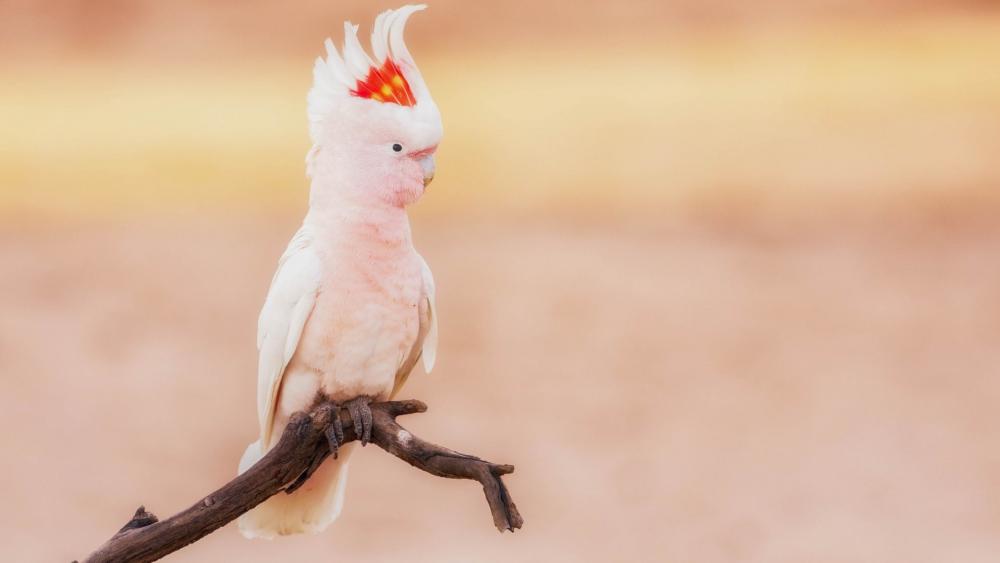 Majestic Pink Cockatoo on a Branch wallpaper