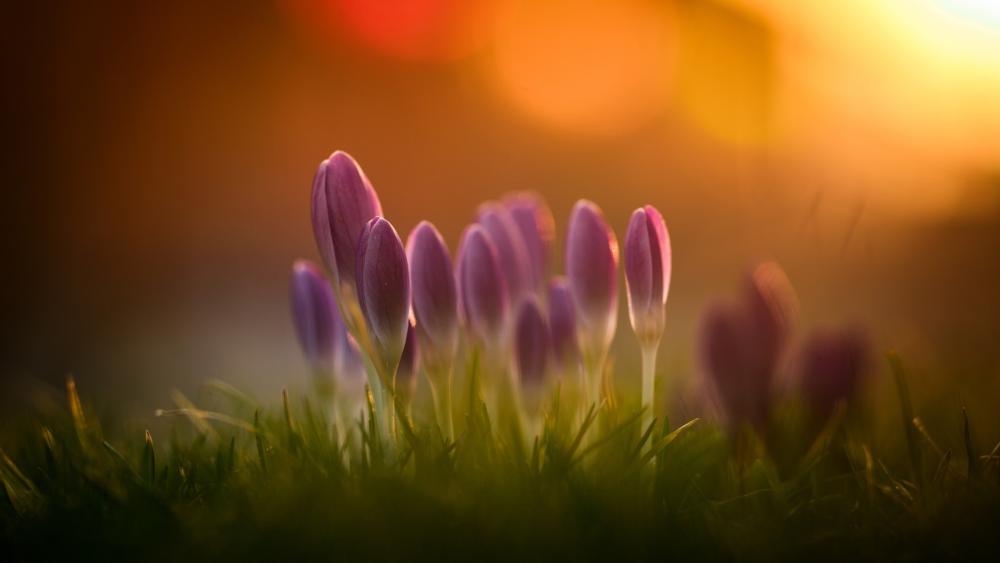 Sunset Embrace of Spring Crocuses wallpaper