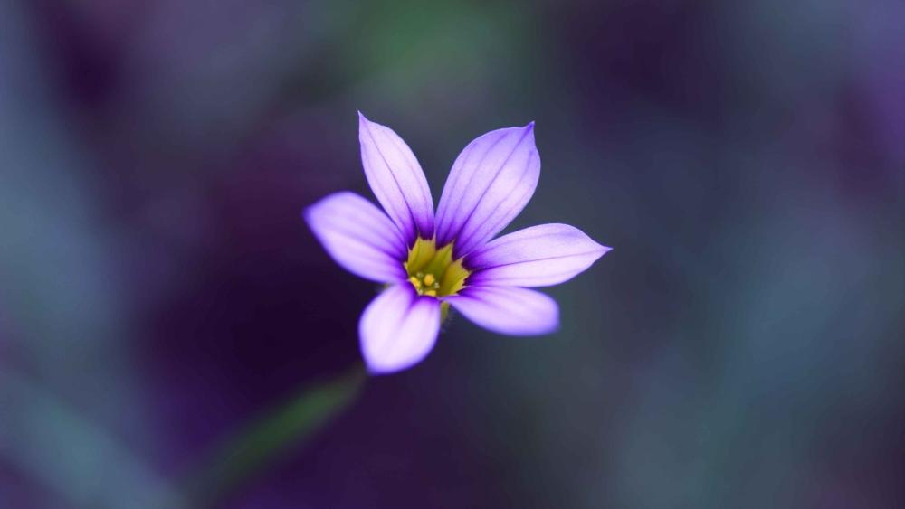 Purple Petals in Soft Focus wallpaper