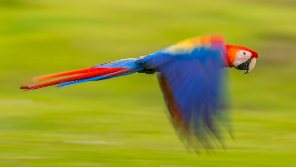 Vivid Flight of a Scarlet Macaw wallpaper