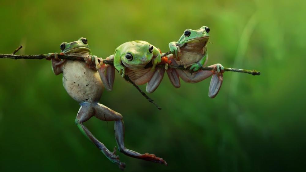 Three Frogs Hanging Out on a Branch wallpaper