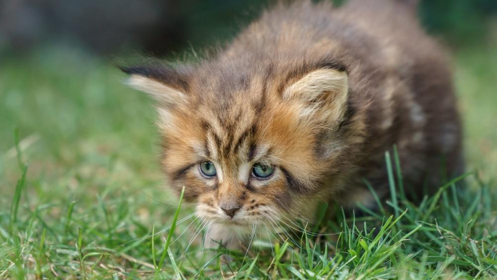 Adorable Kitten Exploring the Great Outdoors wallpaper