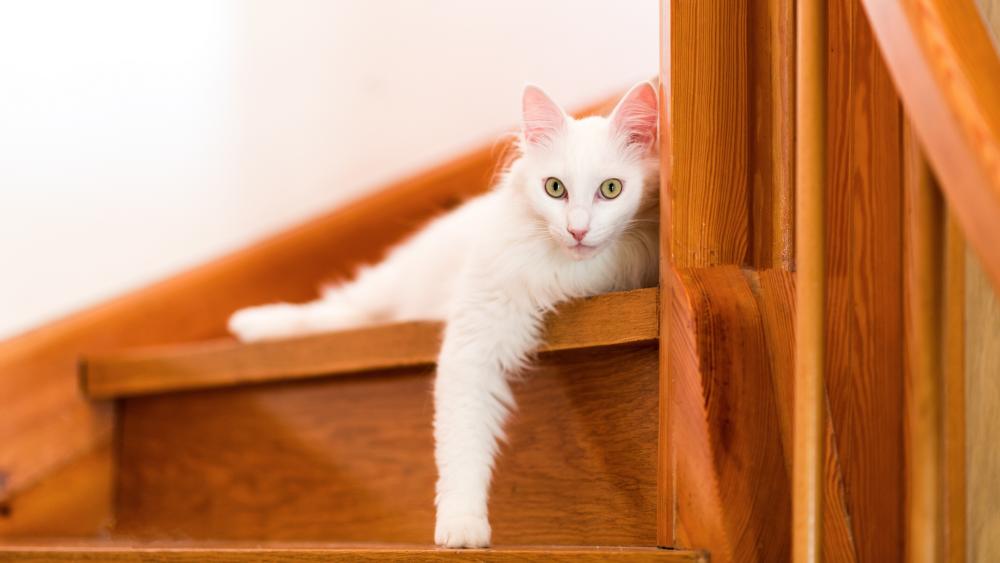 White Cat on Wooden Stairs wallpaper