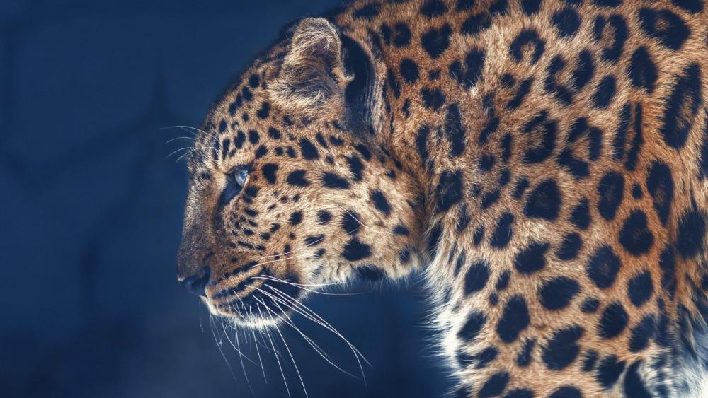 Elegant Amur Leopard in Profile wallpaper