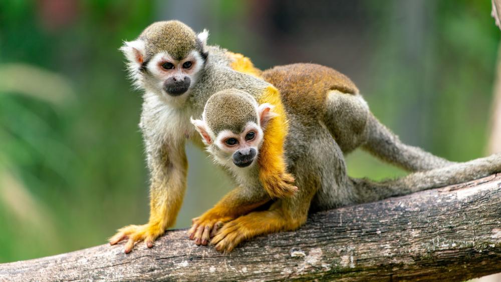 Curious Squirrel Monkeys in Nature wallpaper