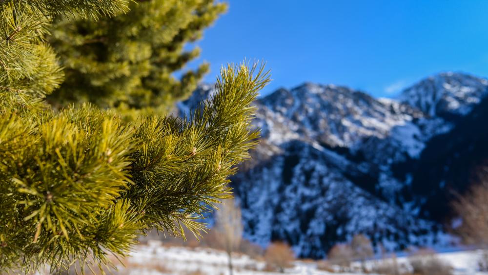 Winter Pine Against Blue Sky in Daytime wallpaper